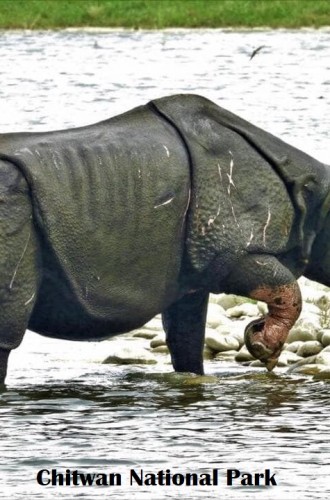 rhino bardiya